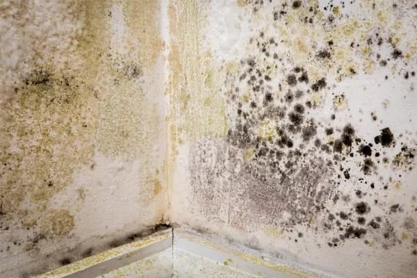 Black mould spreading across an interior wall