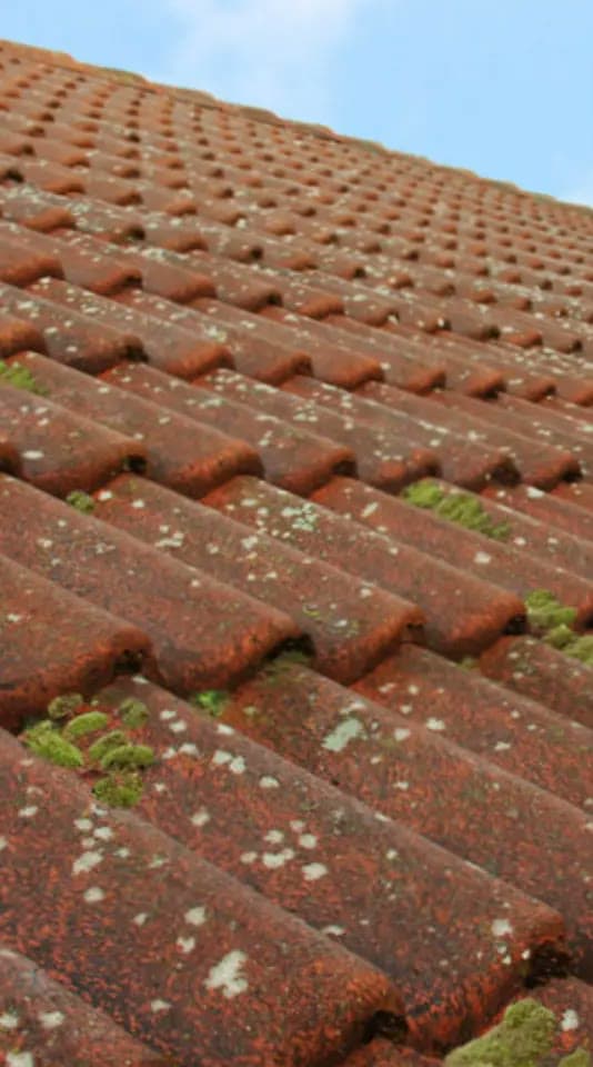 Weathered red roof tiles patched with moss, before coating
